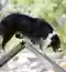 AGILITY CANINO